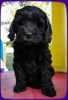 AH pups 7 wks old 38