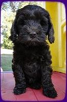 AH pups 7 wks old 39