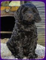 AH pups 8.5 wks old 4
