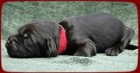 AH pups 1 wk old 7