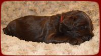 AH pups 2 wks old 14