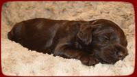AH pups 2 wks old 15