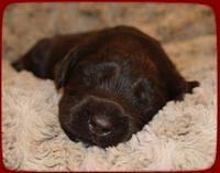 AH pups 2 wks old 17