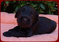 AH pups 3 wks old 28