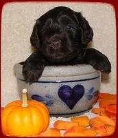 AH pups 4 wks old 64