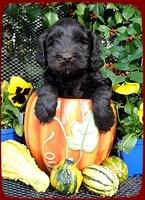 AH pups 6 wks old 25