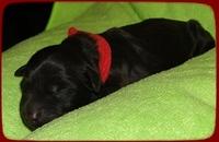AH pups newborn 4