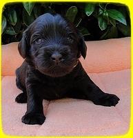 AH pups 3 wks old 20