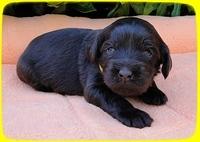 AH pups 3 wks old 21