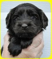 AH pups 4 wks old 36