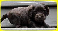 AH pups 4 wks old 37