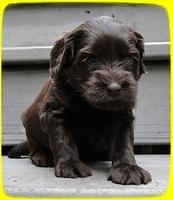 AH pups 4 wks old 38