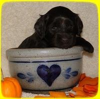 AH pups 4 wks old 80