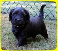 AH pups 5 wks old 39