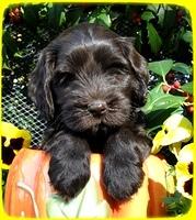 AH pups 6 wks old 19