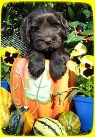 AH pups 6 wks old 50