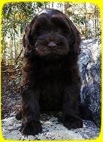 AH pups 8 wks old 28
