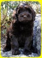 AH pups 8 wks old 29
