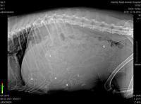 Ashby Bently puppy xray Aug 2 21.jpg 2