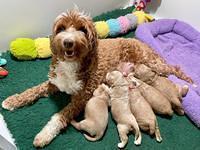 Ashby Bently pups 2 wks old 111