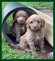 Ashby Bently pups 6 wks old 211