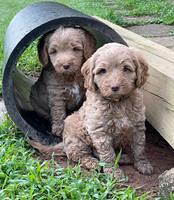 Ashby Bently pups 6 wks old 221