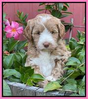 Ashby Bentley pups 5 wks old 11