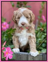 Ashby Bentley pups 5 wks old 41