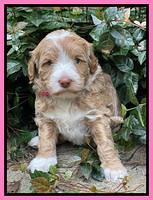 Ashby Bently pups 4 wks old 31