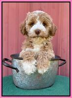Ashby Bently pups 7 wks old 71