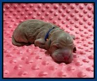 Ashby Bently Newborn 31