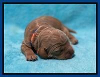 Ashby Bently pups 1 wk old 31