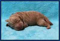 Ashby Bently pups 1 wk old 41