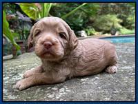 Ashby Bently pups 3 wks old 41