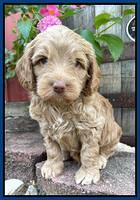 Ashby Bently pups 5 wks old 51