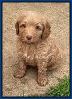 Ashby Bently pups 6 wks old 61