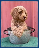 Ashby Bently pups 7 wks old 131