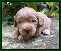 Ashby Bently pups 3 wks old 91