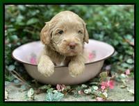 Ashby Bently pups 4 wks old 101