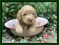 Ashby Bently pups 4 wks old 111