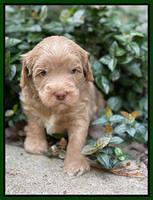 Ashby Bently pups 4 wks old 121