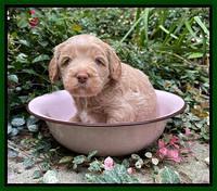 Ashby Bently pups 4 wks old 141