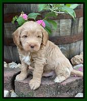 Ashby Bently pups 5 wks old 111