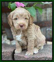 Ashby Bently pups 5 wks old 131