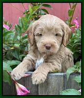 Ashby Bently pups 5 wks old 141