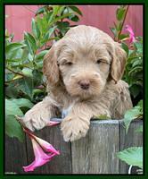 Ashby Bently pups 5 wks old 151