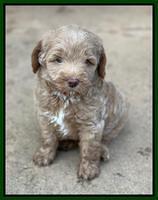 Ashby Bently pups 6 wks old 101