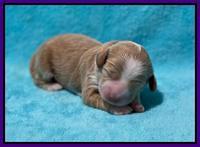 Ashby Bently pups 1 wk old 101