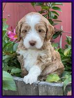 Ashby Bently pups 5 wks old 171