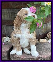 Ashby Bently pups 5 wks old 181